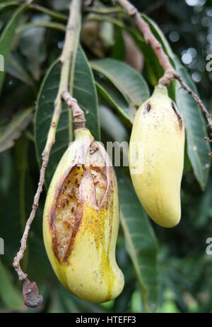 Grasshopper,verde, sulla terra battuta, pronto al grande salto. Foto Stock