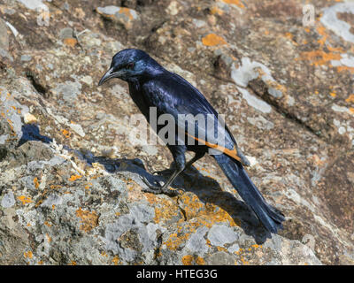 Maschio rosso-winged starling (Onychognathus morio), Giant's Castle riserva, KwaZulu-Natal, Sud Africa Foto Stock