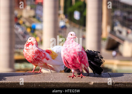 Due piccioni colorati (Columba) in Plaça Espanya, Barcellona, Spagna Foto Stock