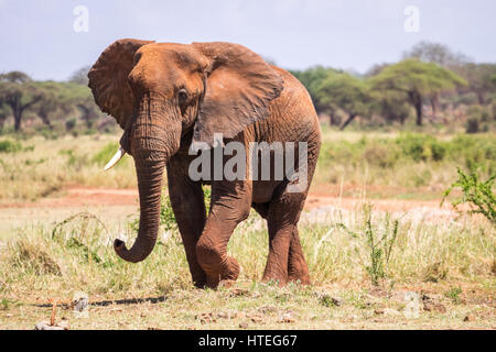 Elefante africano (Loxodonta africana), Tsavo West National Park, Kenya Foto Stock
