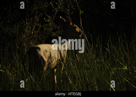 Grigio (brocket Mazama gouazoubira), noto anche come il marrone brocket. Viaggi avventura: Pantanal, Mato Grosso, Brasile. Foto Stock