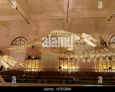 Whale and Dolphin scheletri nel Museo Oceanografico di Monaco Foto Stock