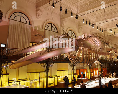 Monaco di scheletro di balena nel museo oceanografico Foto Stock