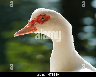 Anatra muta (Cairina moschata) Foto Stock