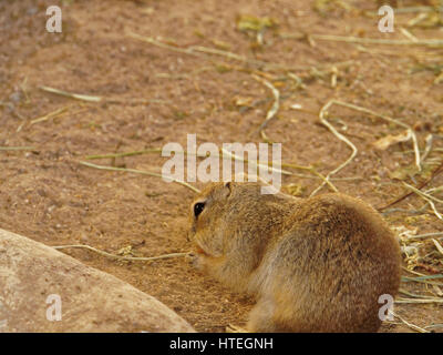 Nero-tailed cane della prateria, pianure prairie dog (Cynomys ludovicianus), roditura su una carota Foto Stock