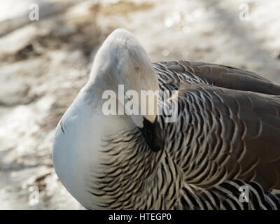 Magellan goose (Chloephaga picta) Foto Stock