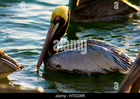 Pelican nuoto Foto Stock