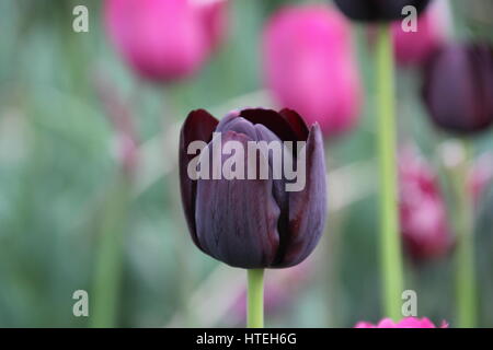 Tulipani nero in Chicago Foto Stock