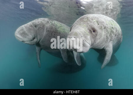 Due West Indian lamantini (Trichechus manatus), giovane, tre sorelle molle, lamantino santuario, Crystal River, Florida, Stati Uniti d'America Foto Stock