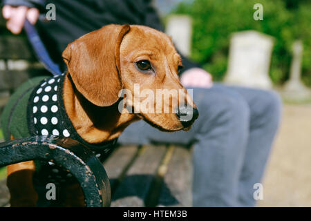 Bassotto cucciolo in un vello e il cablaggio seduta su una panchina nel parco con il suo proprietario. Foto Stock