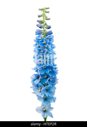 Delphinium blu fiore isolato su sfondo bianco Foto Stock