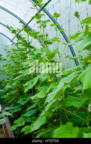 Coltivazione di cetrioli di serra , ci sono le foto di questa serie Foto Stock