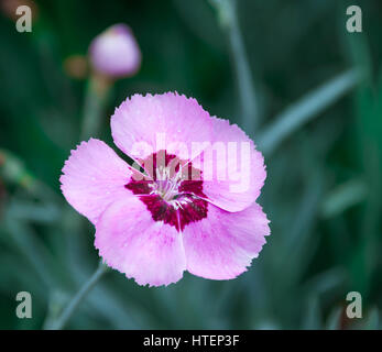 Wild garofano rosa su sfondo naturale , ci sono le foto di questa serie Foto Stock