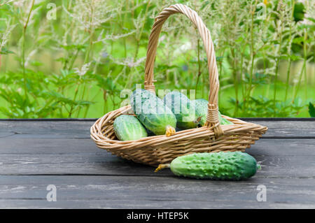 I cetrioli classificati in un cestino sullo sfondo della natura Foto Stock