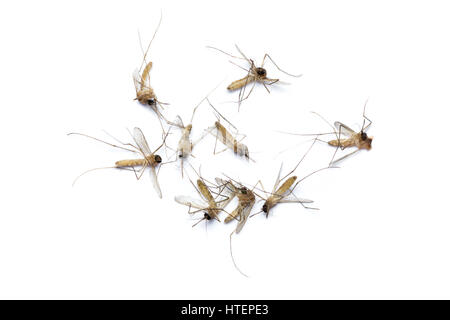 Gruppo di Mosquito morti isolati su sfondo bianco Foto Stock