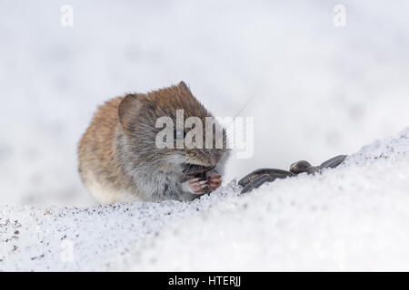 La foto mostra un mouse nella neve Foto Stock