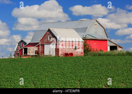 Red granai su la fattoria in America rurale. Foto Stock