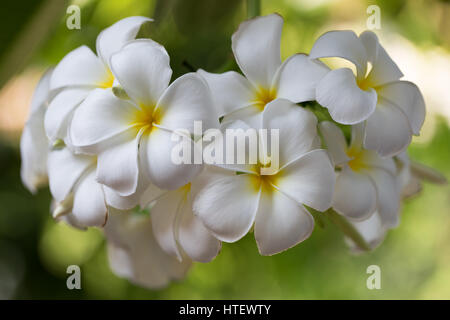 Il Frangipani o Plumeria fiore sulla natura di sfondo (il fuoco selettivo) Foto Stock