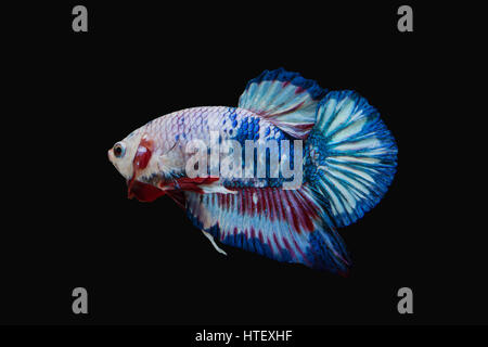 Bianco e blu siamese fighting fish, betta pesce isolato su sfondo nero. Foto Stock