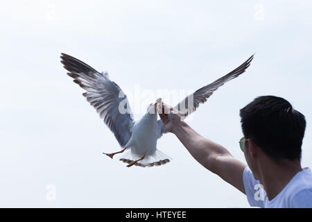 Gabbiani volare e prendendo il cibo da giovani mano sul mare. Bang Poo Foto Stock