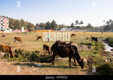 COX'S BAZAR, BANGLADESH - Febbraio 2017: vacche su un campo di cricket In Cox bazar presso la costa del Bangladesh Foto Stock