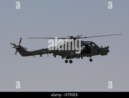 Royal Navy Lynx HMA.8 in atterraggio a RNAS Yeovilton, Somerset, Regno Unito Foto Stock