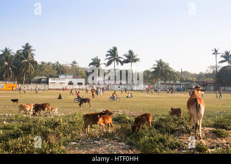 COX'S BAZAR, BANGLADESH - Febbraio 2017: vacche su un campo di cricket In Cox bazar presso la costa del Bangladesh Foto Stock