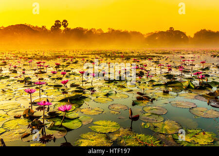 Tramonto su un lago a molla con gigli presso il tempio di Angkor complessa Foto Stock