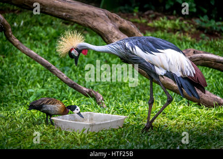 Grey Crowned Crane e anatra mangiare Foto Stock