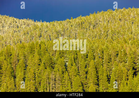 Hayden Valley nel Parco Nazionale di Yellowstone, Wyoming USA Foto Stock