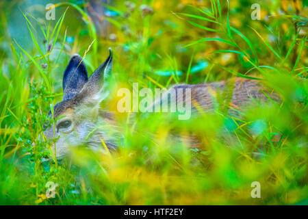 Fawn in Waterton National Park, Canada Foto Stock