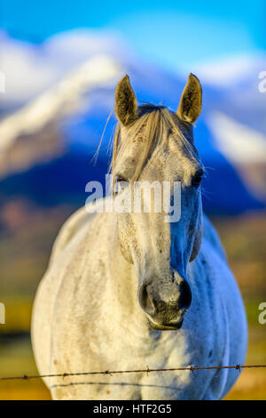 Horse ranch in Alberta sulle colline del paese, Canada Foto Stock
