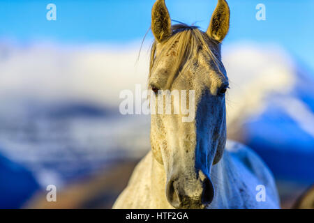 Horse ranch in Alberta sulle colline del paese, Canada Foto Stock