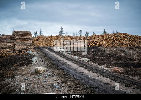 Grandi pile di legname sedersi a lato strada pronti per il trasporto, a seguito di operazioni di selvicoltura vicino a Inverness in Scozia. Foto Stock