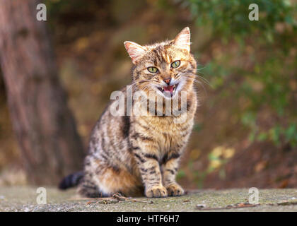 Rosso tabby cat seduta arrabbiato sulla strada e meowing. Foto Stock