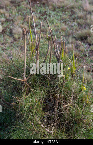 Verbiss durch Reh, Reh-Wild, Spuren der Nahrungssuche, Verbiss-Schaden un Kiefer, Capreolus capreolus, capriolo Foto Stock