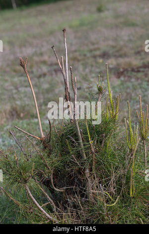 Verbiss durch Reh, Reh-Wild, Spuren der Nahrungssuche, Verbiss-Schaden un Kiefer, Capreolus capreolus, capriolo Foto Stock