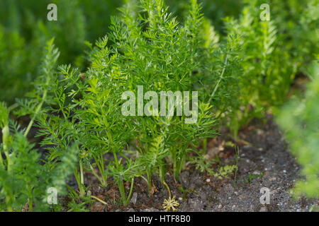 Wiesen-Kümmel, Wiesenkümmel, Kümmel, Blatt, Blätter vor der Blüte, Carum carvi, cumino, cumino Foto Stock