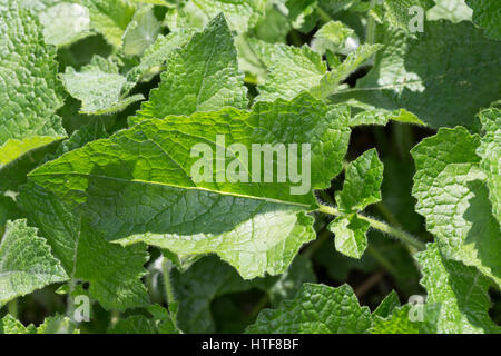 Wiesen-Salbei, Wiesensalbei, Salbei, Blatt, Blätter vor der Blüte, Salvia pratensis Meadow Clary Foto Stock