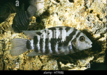 Zebra-Buntbarsch, Zebrabuntbarsch, Grünflossen-Buntbarsch, Grünflossenbuntbarsch, Amatitlania nigrofasciata, Archocentrus nigrofasciatus, Cichlasoma n Foto Stock