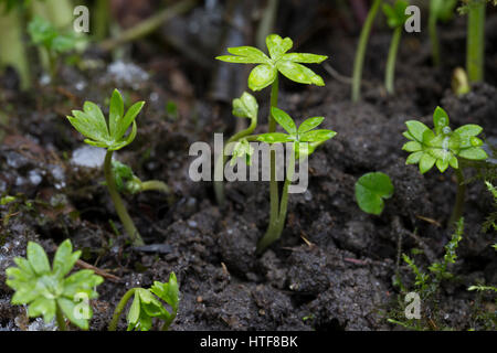 Kleiner Winterling, Blatt, Blätter, Eranthis hyemalis, Aconitum invernale Foto Stock