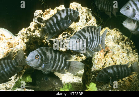 Zebra-Buntbarsch, Zebrabuntbarsch, Grünflossen-Buntbarsch, Grünflossenbuntbarsch, Amatitlania nigrofasciata, Archocentrus nigrofasciatus, Cichlasoma n Foto Stock