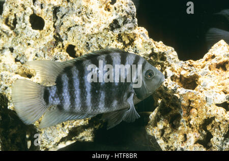 Zebra-Buntbarsch, Zebrabuntbarsch, Grünflossen-Buntbarsch, Grünflossenbuntbarsch, Amatitlania nigrofasciata, Archocentrus nigrofasciatus, Cichlasoma n Foto Stock