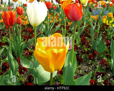 La molla tulip fioritura presso il Parco Sigurtà, Veneto, Italia Foto Stock