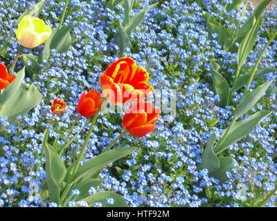 La molla tulip fioritura presso il Parco Sigurtà, Veneto, Italia Foto Stock