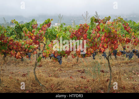 Vendemmia - Serra da Estrela - uva nera crescente nella vigna in una nebbiosa mattina - il rosso e il verde delle foglie Foto Stock