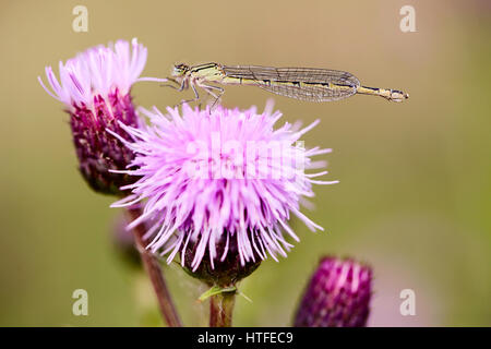 Un appoggio damselfly ali ripiegate Inghilterra a molla può essere ripresa macro close up green thistle viola Foto Stock