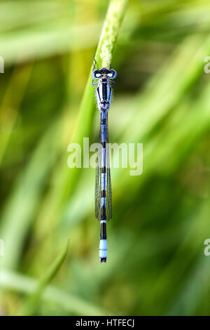 Un appoggio damselfly ali ripiegate Inghilterra a molla può essere ripresa macro close up blu erba Foto Stock