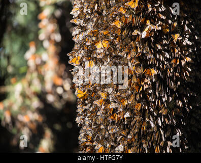 Centinaia di farfalle monarca, Danaus plexippus, raccolte in Messico Foto Stock