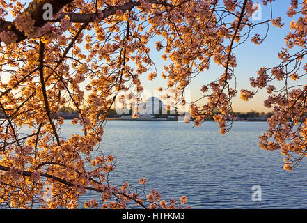 Fiore di Ciliegio abbondanza intorno al bacino di marea a Washington dc, usa Thomas Jefferson Memorial attraverso Tidal Basin durante la fioritura dei ciliegi stagione in noi il tappo Foto Stock